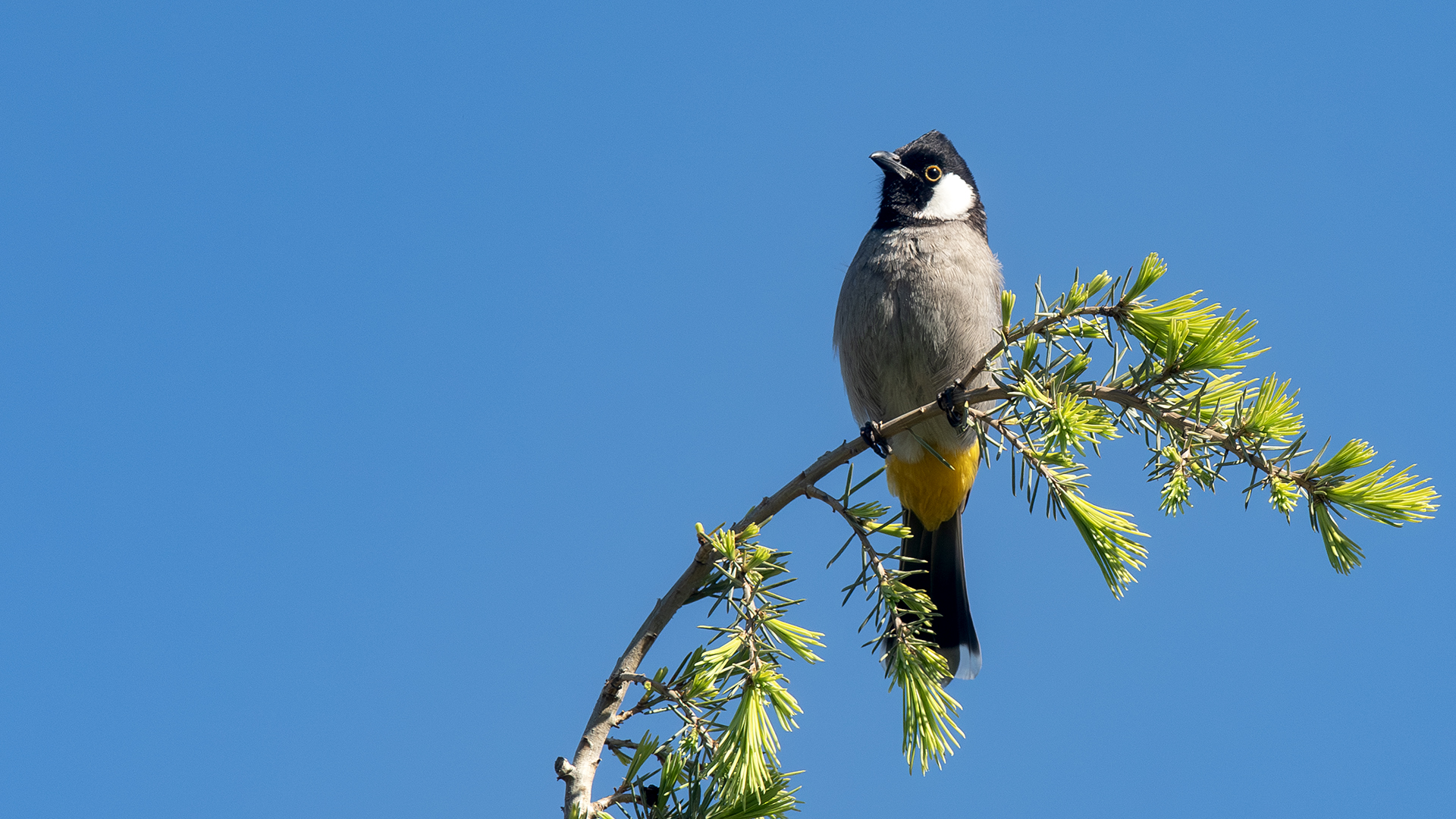 White-eared Bulbul